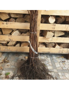 Framboisier Autumn Bliss - Racines nues