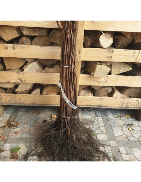 Framboisier Autumn Bliss - Racines nues