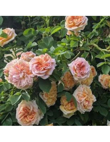 Rosier grimpant Alchymist