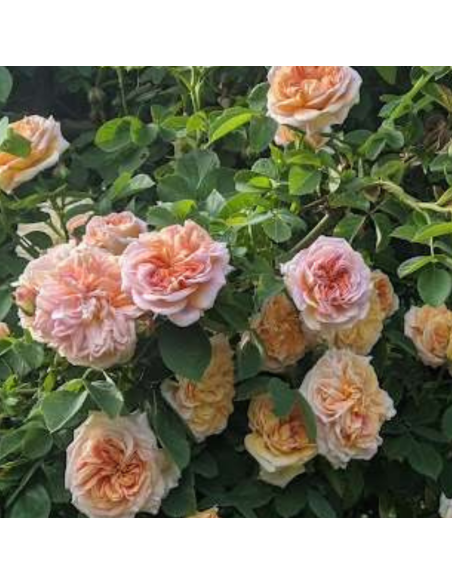 Rosier grimpant Alchymist