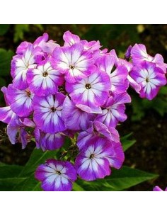 Phlox paniculata "Laura"