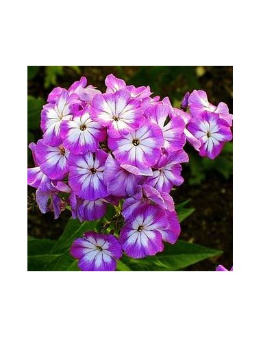 Phlox paniculata "Laura"