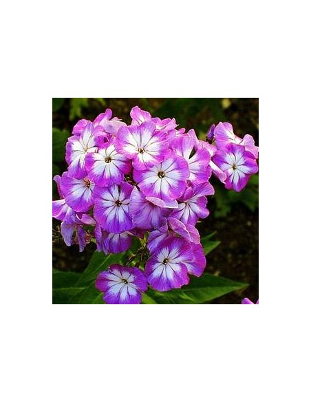 Phlox paniculata "Laura"
