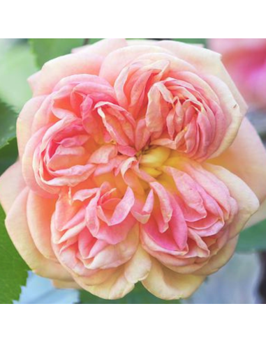 Rosier grimpant Alchymist