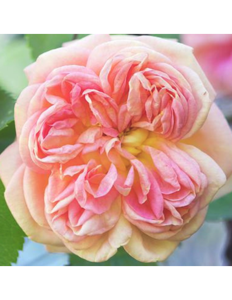 Rosier grimpant Alchymist