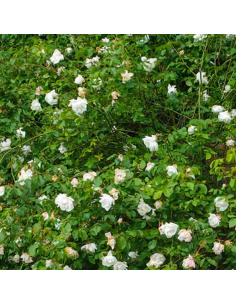 Rosier grimpant Madame Alfred Carrière 2