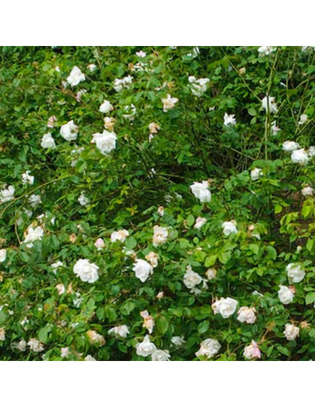 Rosier grimpant Madame Alfred Carrière