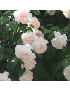 Rosier grimpant Madame Alfred Carrière