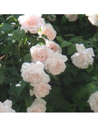 Rosier grimpant Madame Alfred Carrière