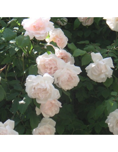 Rosier grimpant Madame Alfred Carrière