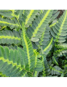 Fougère panachée - Arachniodes simplicior