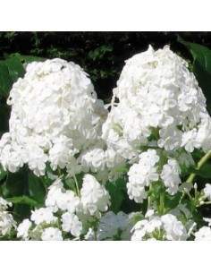 Phlox paniculata "White admiral"