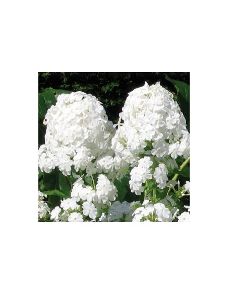 Phlox paniculata "White admiral" Phlox paniculata "White admiral"