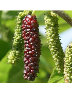 Mûrier géant Giant Fruit - Morus alba Giant Fruit