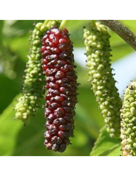 Mûrier géant Giant Fruit - Morus alba Giant Fruit