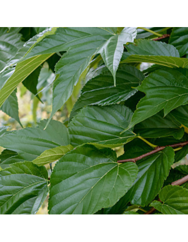 Mûrier géant Giant Fruit - Morus alba Giant Fruit
