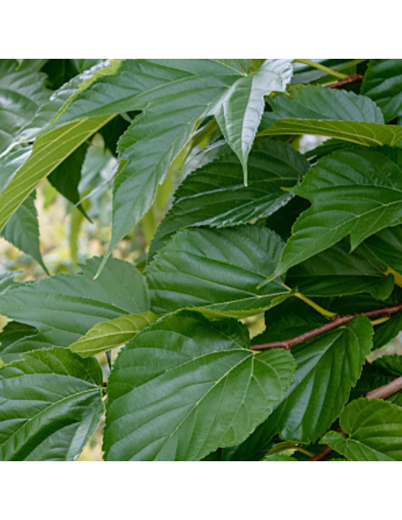Mûrier géant Giant Fruit - Morus alba Giant Fruit