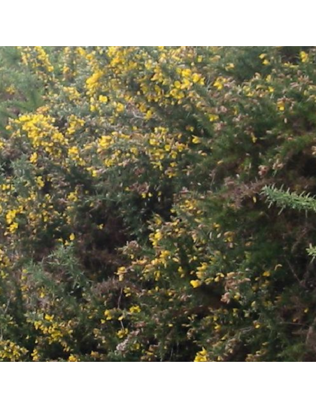 Ajonc d'Europe - Ulex Europaeus