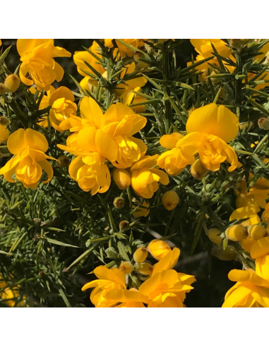 Ajonc d'Europe - Ulex Europaeus