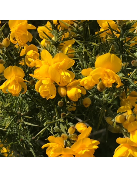 Ajonc d'Europe - Ulex Europaeus