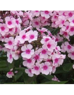 Phlox paniculata "Europa"