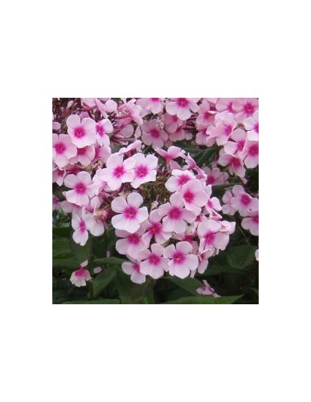 Phlox paniculata "Europa" Phlox paniculata "Europa"