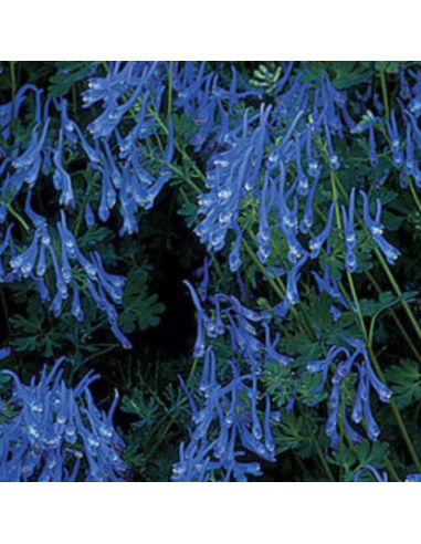 Corydale bleu - Corydalis Flexuosa Blue Panda