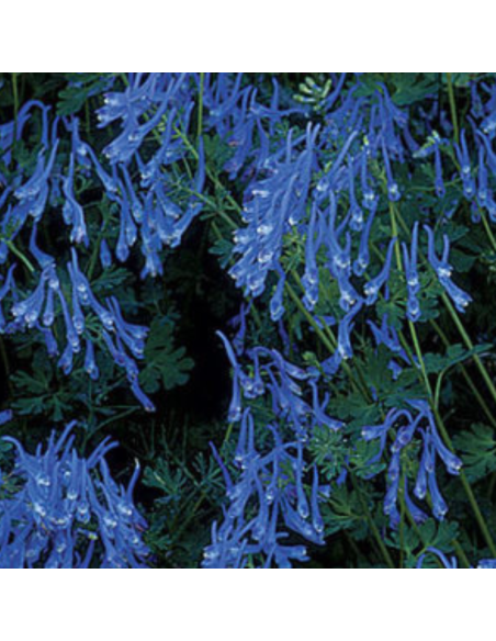 Corydale bleu - Corydalis Flexuosa Blue Panda