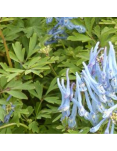 Corydale bleu - Corydalis Flexuosa Blue Panda 2