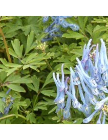 Corydale bleu - Corydalis Flexuosa Blue Panda