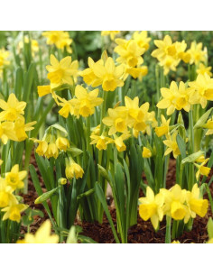 Narcisse tête à tête - Narcissus Cyclamineus 2