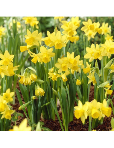 Narcisse tête à tête - Narcissus Cyclamineus