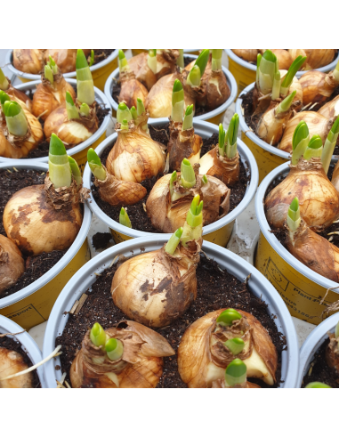 Narcisse tête à tête - Narcissus Cyclamineus