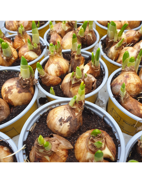 Narcisse tête à tête - Narcissus Cyclamineus