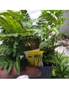 Fougère panachée - Arachniodes simplicior