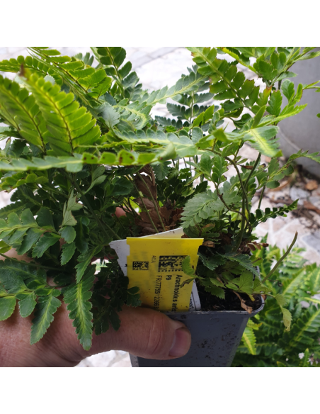 Fougère panachée - Arachniodes simplicior