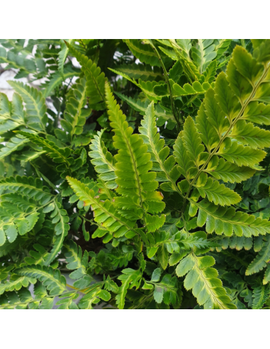 Fougère panachée - Arachniodes simplicior