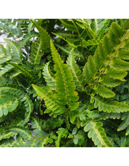 Fougère panachée - Arachniodes simplicior