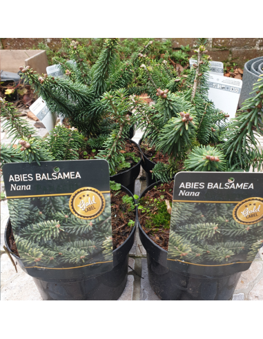Sapin baumier nain - Abies Balsamea Nana