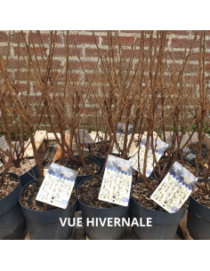 Ragouminier - Prunus tomentosa