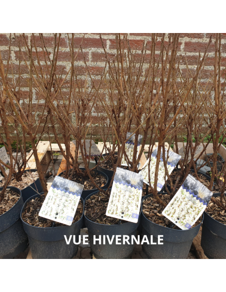 Ragouminier - Prunus tomentosa