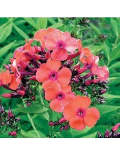 Phlox paniculata "Orange perection"