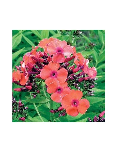 Phlox paniculata "Orange perection"