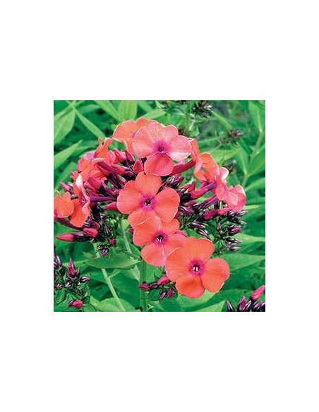 Phlox paniculata "Orange perection"