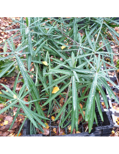 Euphorbe épurge - herbe à taupe - Euphorbia...