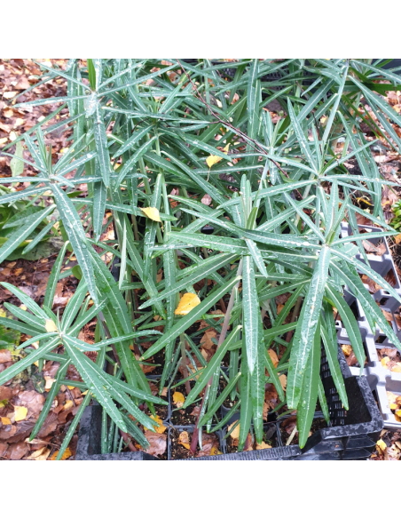 Euphorbe épurge - herbe à taupe - Euphorbia Lathyris