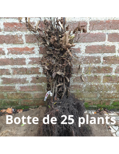 Charmille - Charme Commun - Carpinus Betulus