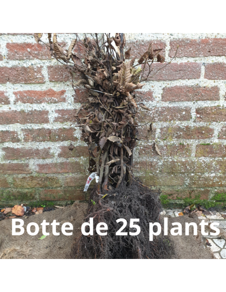 Charmille - Charme Commun - Carpinus Betulus