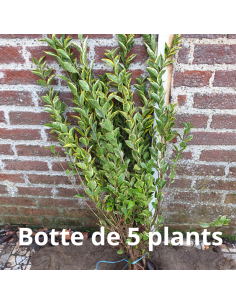 Troëne doré de Californie - Ligustrum Ovalifolium Aureum 2