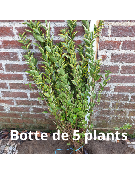 Troëne doré de Californie - Ligustrum Ovalifolium Aureum